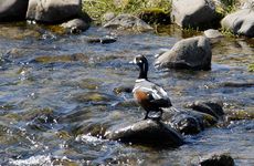 Kragenente (1 von 6).jpg